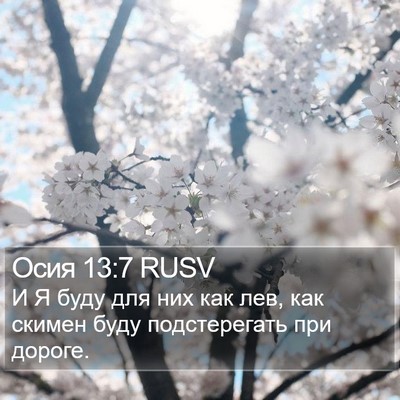 Осия 13:7 RUSV Bible Verse Image