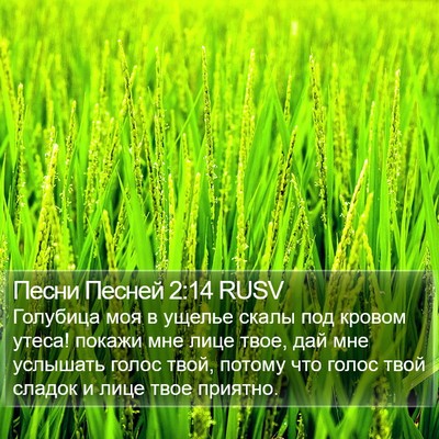 Песни Песней 2:14 RUSV Bible Verse Image