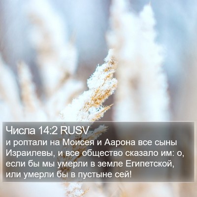 Числа 14:2 RUSV Bible Verse Image