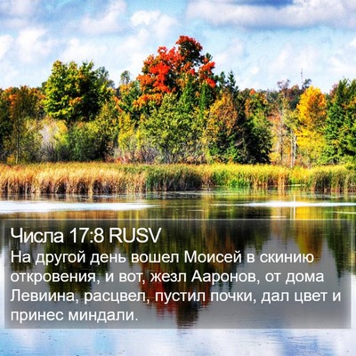 Числа 17:8 RUSV Bible Verse Image