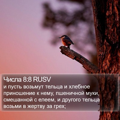 Числа 8:8 RUSV Bible Verse Image