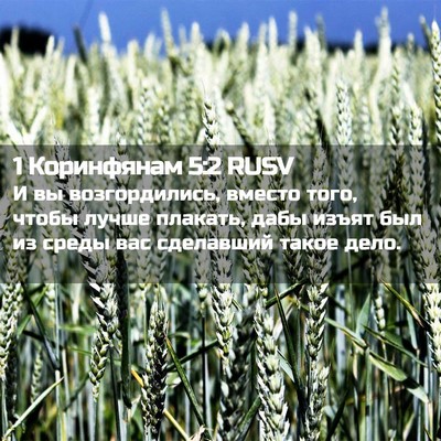 Picture 02 - 1 Коринфянам 5:2 RUSV - И вы возгордились, вместо - Bible Verse Picture