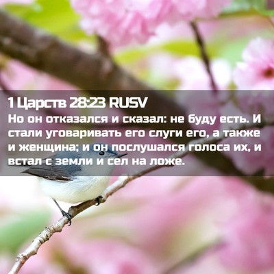 Picture 02 - 1 Царств 28:23 RUSV - Но он отказался и сказал: - Bible Verse Picture