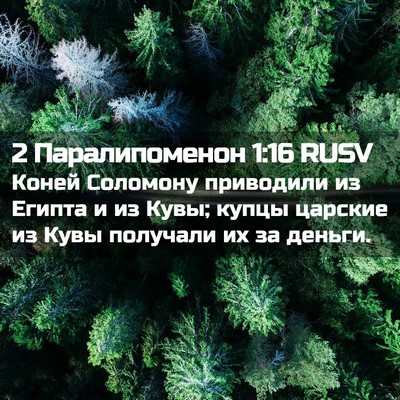 Picture 02 - 2 Паралипоменон 1:16 RUSV - Коней Соломону приводили - Bible Verse Picture