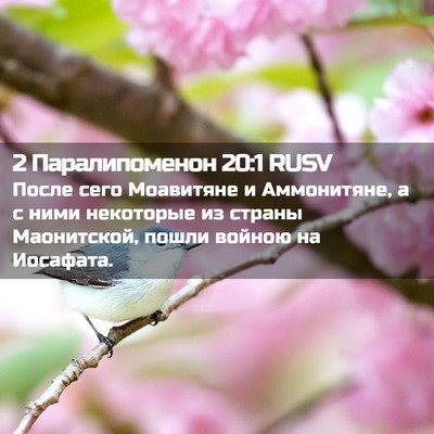 Picture 02 - 2 Паралипоменон 20:1 RUSV - После сего Моавитяне и - Bible Verse Picture