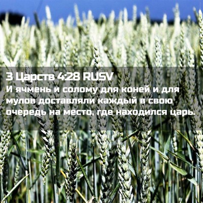 Picture 02 - 3 Царств 4:28 RUSV - И ячмень и солому для коней - Bible Verse Picture
