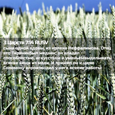 Picture 02 - 3 Царств 7:14 RUSV - сына одной вдовы, из колена - Bible Verse Picture