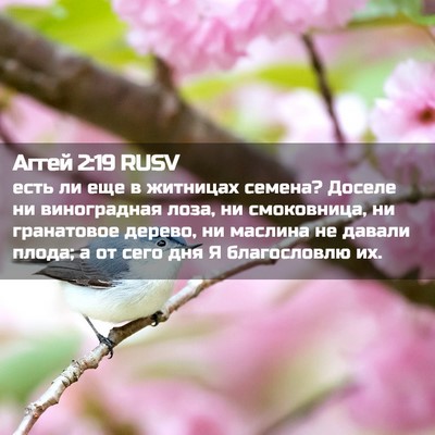 Picture 02 - Аггей 2:19 RUSV - есть ли еще в житницах - Bible Verse Picture