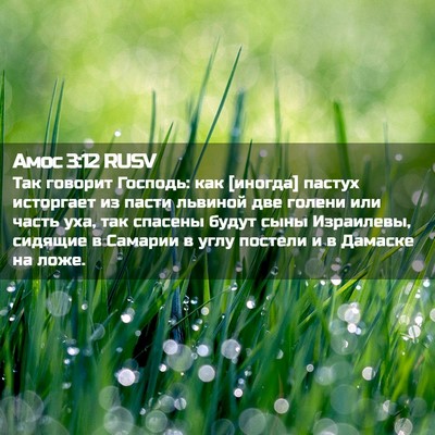 Picture 02 - Амос 3:12 RUSV - Так говорит Господь: как - Bible Verse Picture