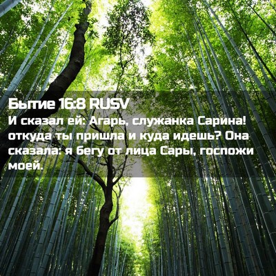 Picture 02 - Бытие 16:8 RUSV - И сказал ей: Агарь, - Bible Verse Picture