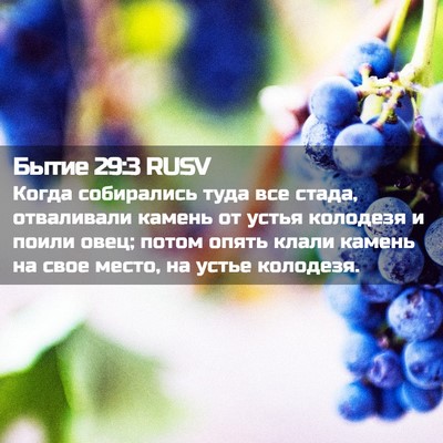 Picture 02 - Бытие 29:3 RUSV - Когда собирались туда все - Bible Verse Picture
