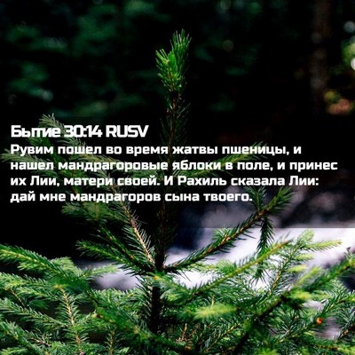 Picture 02 - Бытие 30:14 RUSV - Рувим пошел во время жатвы - Bible Verse Picture
