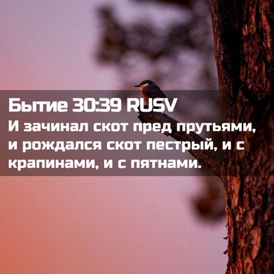 Picture 02 - Бытие 30:39 RUSV - И зачинал скот пред - Bible Verse Picture