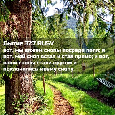 Picture 02 - Бытие 37:7 RUSV - вот, мы вяжем снопы посреди - Bible Verse Picture