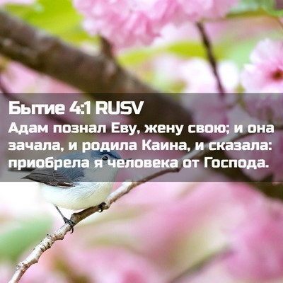 Picture 02 - Бытие 4:1 RUSV - Адам познал Еву, жену свою; - Bible Verse Picture