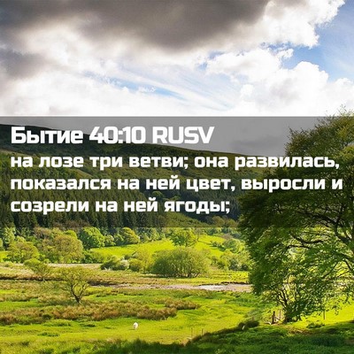 Picture 02 - Бытие 40:10 RUSV - на лозе три ветви; она - Bible Verse Picture