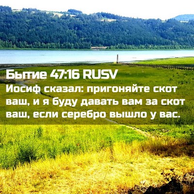 Picture 02 - Бытие 47:16 RUSV - Иосиф сказал: пригоняйте - Bible Verse Picture