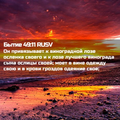 Picture 02 - Бытие 49:11 RUSV - Он привязывает к - Bible Verse Picture