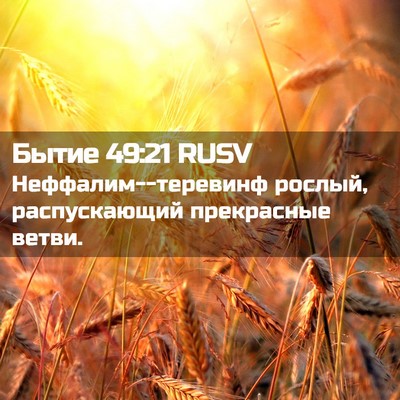 Picture 02 - Бытие 49:21 RUSV - Неффалим--теревинф рослый, - Bible Verse Picture