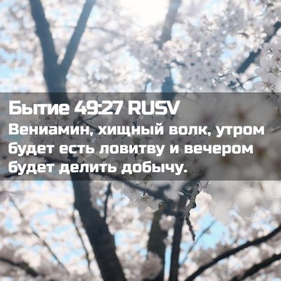 Picture 02 - Бытие 49:27 RUSV - Вениамин, хищный волк, - Bible Verse Picture