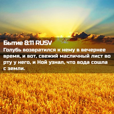 Picture 02 - Бытие 8:11 RUSV - Голубь возвратился к нему - Bible Verse Picture