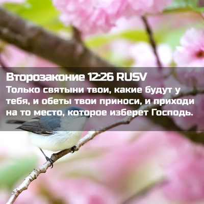 Picture 02 - Второзаконие 12:26 RUSV - Только святыни твои, какие - Bible Verse Picture
