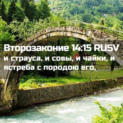 Picture 02 - Второзаконие 14:15 RUSV - и страуса, и совы, и чайки, и - Bible Verse Picture