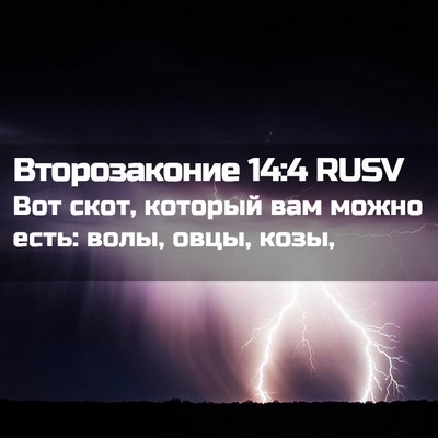 Picture 02 - Второзаконие 14:4 RUSV - Вот скот, который вам можно - Bible Verse Picture