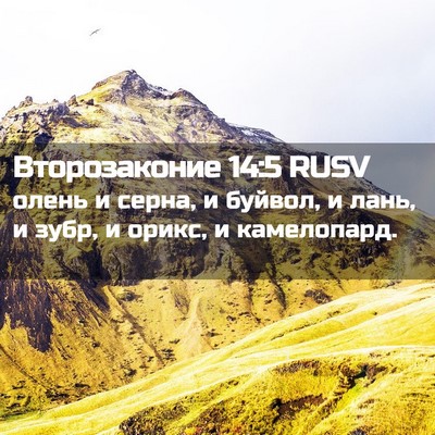 Picture 02 - Второзаконие 14:5 RUSV - олень и серна, и буйвол, и - Bible Verse Picture