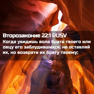 Picture 02 - Второзаконие 22:1 RUSV - Когда увидишь вола брата - Bible Verse Picture