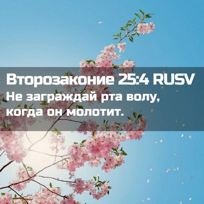 Picture 02 - Второзаконие 25:4 RUSV - Не заграждай рта волу, - Bible Verse Picture