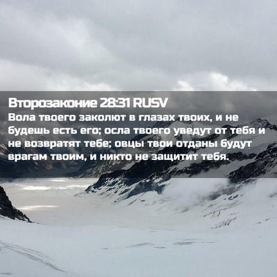 Picture 02 - Второзаконие 28:31 RUSV - Вола твоего заколют в - Bible Verse Picture