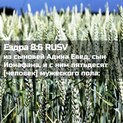Picture 02 - Ездра 8:6 RUSV - из сыновей Адина Евед, сын - Bible Verse Picture