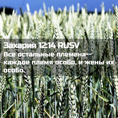 Picture 02 - Захария 12:14 RUSV - Все остальные - Bible Verse Picture