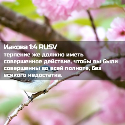 Picture 02 - Иакова 1:4 RUSV - терпение же должно иметь - Bible Verse Picture