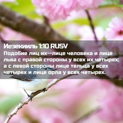 Picture 02 - Иезекииль 1:10 RUSV - Подобие лиц их--лице - Bible Verse Picture