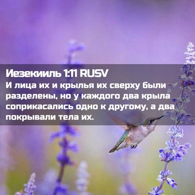 Picture 02 - Иезекииль 1:11 RUSV - И лица их и крылья их - Bible Verse Picture
