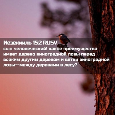 Picture 02 - Иезекииль 15:2 RUSV - сын человеческий! какое - Bible Verse Picture