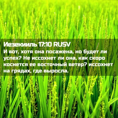Picture 02 - Иезекииль 17:10 RUSV - И вот, хотя она посажена, но - Bible Verse Picture