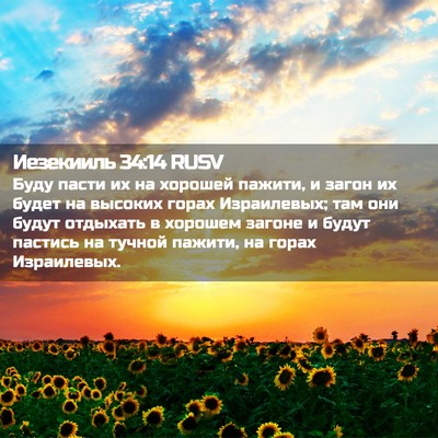 Picture 02 - Иезекииль 34:14 RUSV - Буду пасти их на хорошей - Bible Verse Picture
