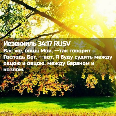 Picture 02 - Иезекииль 34:17 RUSV - Вас же, овцы Мои, --так - Bible Verse Picture