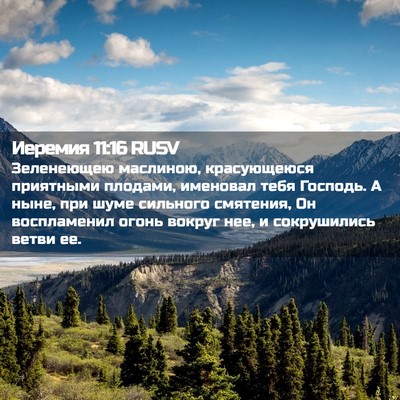 Picture 02 - Иеремия 11:16 RUSV - Зеленеющею маслиною, - Bible Verse Picture