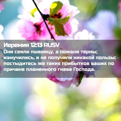 Picture 02 - Иеремия 12:13 RUSV - Они сеяли пшеницу, а пожали - Bible Verse Picture