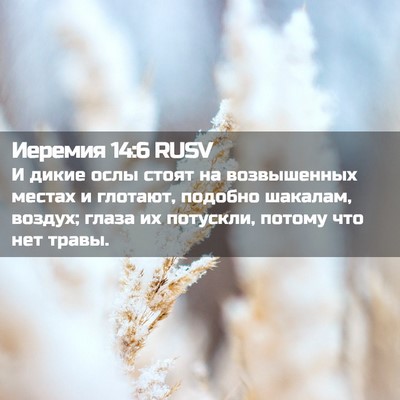 Picture 02 - Иеремия 14:6 RUSV - И дикие ослы стоят на - Bible Verse Picture