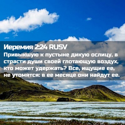Picture 02 - Иеремия 2:24 RUSV - Привыкшую к пустыне дикую - Bible Verse Picture