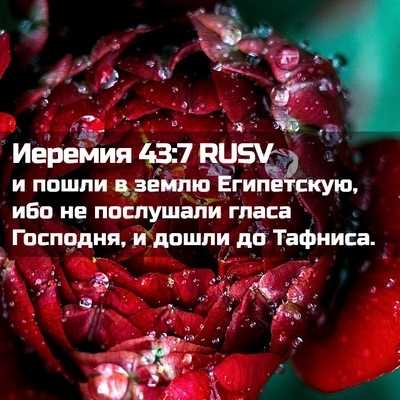 Picture 02 - Иеремия 43:7 RUSV - и пошли в землю Египетскую, - Bible Verse Picture