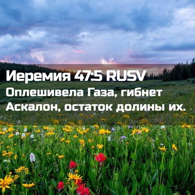 Picture 02 - Иеремия 47:5 RUSV - Оплешивела Газа, гибнет - Bible Verse Picture