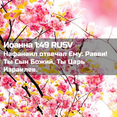 Picture 02 - Иоанна 1:49 RUSV - Нафанаил отвечал Ему: - Bible Verse Picture