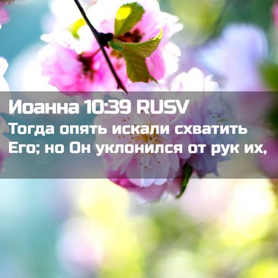 Picture 02 - Иоанна 10:39 RUSV - Тогда опять искали - Bible Verse Picture