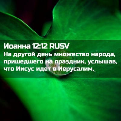 Picture 02 - Иоанна 12:12 RUSV - На другой день множество - Bible Verse Picture